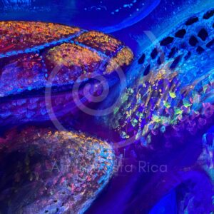 WONDERING TURTLE - UV LIGHT - DETAILS 1